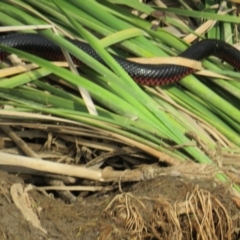 Pseudechis porphyriacus (Red-bellied Black Snake) at Yarrow, NSW - 10 Jan 2019 by BenW