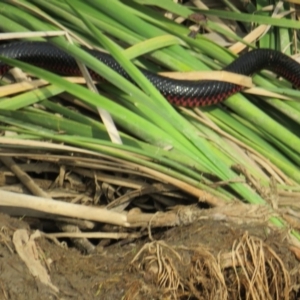 Pseudechis porphyriacus at Yarrow, NSW - 10 Jan 2019