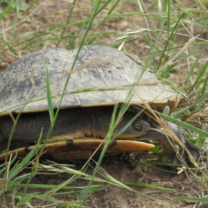 Chelodina longicollis at Yarrow, NSW - 10 Jan 2019