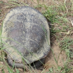 Chelodina longicollis at Yarrow, NSW - 10 Jan 2019