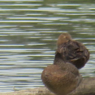 Stictonetta naevosa (Freckled Duck) at Fyshwick, ACT - 5 Feb 2020 by tom.tomward@gmail.com