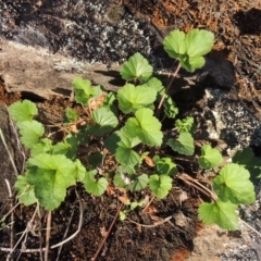 Pelargonium australe (Austral Stork's-bill) at Tuggeranong DC, ACT - 20 Feb 2020 by MichaelBedingfield