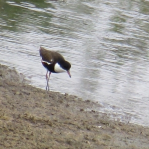 Erythrogonys cinctus at Fyshwick, ACT - 5 Feb 2019