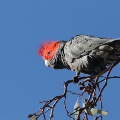 Callocephalon fimbriatum (Gang-gang Cockatoo) at Fyshwick, ACT - 5 Jun 2020 by redsnow