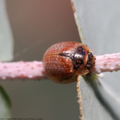 Paropsisterna m-fuscum (Eucalyptus Leaf Beetle) at Latham, ACT - 7 Jun 2020 by Roger