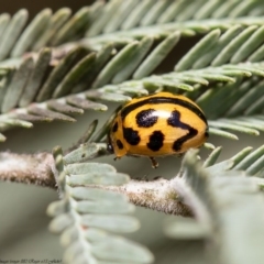 Peltoschema oceanica (Oceanica leaf beetle) at Latham, ACT - 7 Jun 2020 by Roger