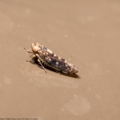 Orosius orientalis (Common Brown Leafhopper) at Acton, ACT - 6 Jun 2020 by Roger