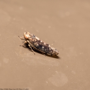 Orosius orientalis at Acton, ACT - 7 Jun 2020