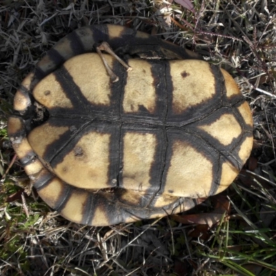 Chelodina longicollis (Eastern Long-necked Turtle) at Mount Ainslie - 6 Jun 2020 by SilkeSma