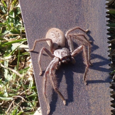 Sparassidae (family) (A Huntsman Spider) at Black Range, NSW - 7 Jun 2020 by MatthewHiggins