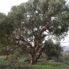 Eucalyptus melliodora (Yellow Box) at Campbell, ACT - 7 Jun 2020 by JanetRussell