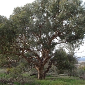 Eucalyptus melliodora at Campbell, ACT - 7 Jun 2020