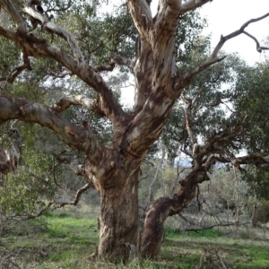 Eucalyptus melliodora at Campbell, ACT - 7 Jun 2020