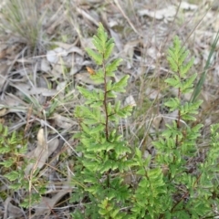 Cheilanthes sieberi subsp. sieberi (Narrow Rock Fern) at Mount Ainslie to Black Mountain - 7 Jun 2020 by JanetRussell