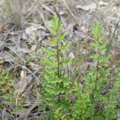 Cheilanthes sieberi subsp. sieberi (Mulga Rock Fern) at Campbell, ACT - 7 Jun 2020 by JanetRussell