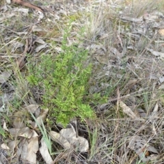 Cheilanthes sieberi subsp. sieberi at Campbell, ACT - 7 Jun 2020 02:33 PM