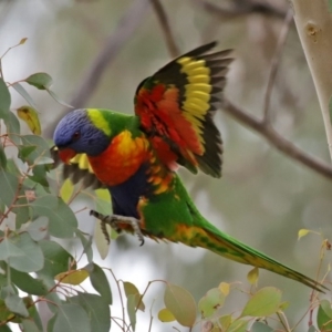 Trichoglossus moluccanus at Macarthur, ACT - 7 Jun 2020