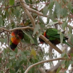 Trichoglossus moluccanus at Macarthur, ACT - 7 Jun 2020