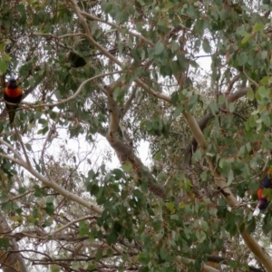 Trichoglossus moluccanus at Macarthur, ACT - 7 Jun 2020