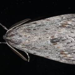 Chlenias banksiaria group (A Geometer moth) at Ainslie, ACT - 7 Jun 2020 by jb2602