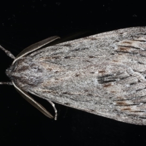 Chlenias banksiaria group at Ainslie, ACT - 7 Jun 2020