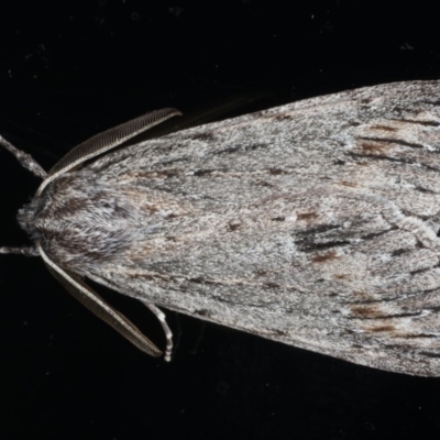 Chlenias banksiaria group (A Geometer moth) at Ainslie, ACT - 7 Jun 2020 by jb2602