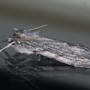 Chlenias banksiaria group at Ainslie, ACT - 7 Jun 2020