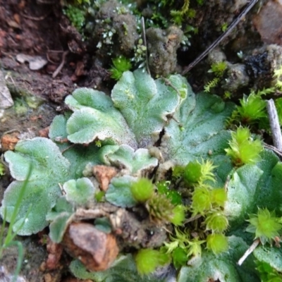 Riccia sp. (genus) (Liverwort) at Mount Ainslie to Black Mountain - 7 Jun 2020 by JanetRussell