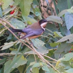 Acanthorhynchus tenuirostris (Eastern Spinebill) at Hughes, ACT - 6 Jun 2020 by JackyF