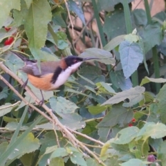 Acanthorhynchus tenuirostris at Hughes, ACT - 6 Jun 2020 12:18 PM