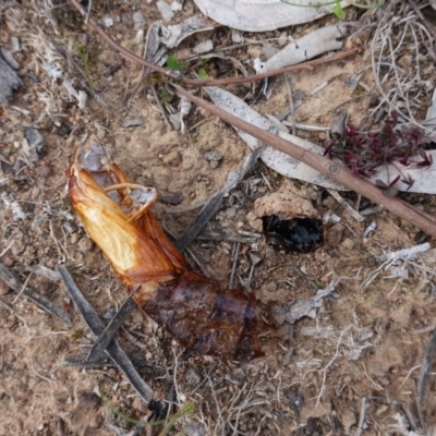 Hepialidae (family) (Unidentified Swift or Ghost Moth) at Deakin, ACT - 7 Jun 2020 by JackyF