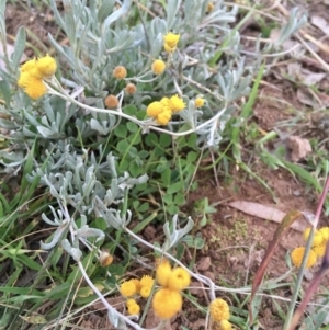 Chrysocephalum apiculatum at Yarralumla, ACT - 21 Apr 2020