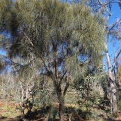 Allocasuarina verticillata at Deakin, ACT - 3 Jun 2020 10:44 AM