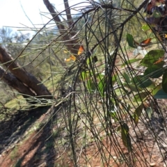 Allocasuarina verticillata at Deakin, ACT - 3 Jun 2020 10:44 AM