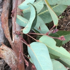 Hardenbergia violacea at Watson, ACT - 7 Jun 2020 03:37 PM