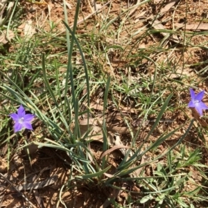 Wahlenbergia sp. at Yarralumla, ACT - 22 Apr 2020 12:47 PM