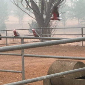 Eolophus roseicapilla at Curtin, ACT - 5 Jan 2020