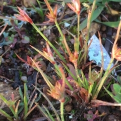 Juncus capitatus (Dwarf Rush) at Majura, ACT - 7 Jun 2020 by JaneR