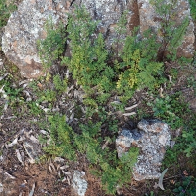 Cheilanthes sieberi (Rock Fern) at Red Hill, ACT - 3 Jun 2020 by JackyF