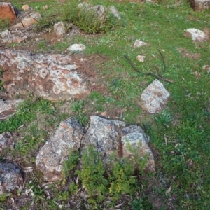 Cheilanthes sieberi at Red Hill, ACT - 3 Jun 2020