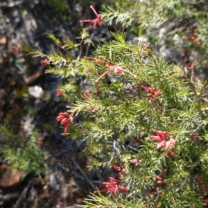 Grevillea sp. at Red Hill, ACT - 3 Jun 2020