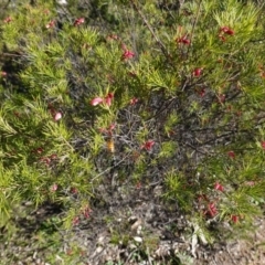 Grevillea sp. at Red Hill, ACT - 3 Jun 2020