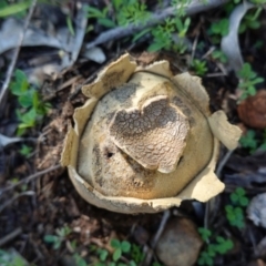 Scleroderma sp. (Scleroderma) at Red Hill, ACT - 3 Jun 2020 by JackyF