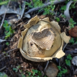 Scleroderma sp. at Red Hill, ACT - 3 Jun 2020