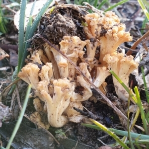 Ramaria capitata var. capitata at Cook, ACT - 29 May 2020 08:57 AM