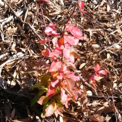 Pyrus ussuriensis (Manchurian Pear) at Macgregor, ACT - 3 Jun 2020 by MichaelMulvaney