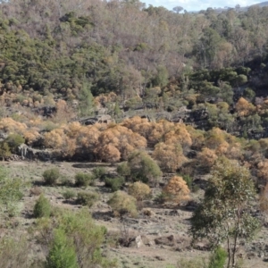 Acacia doratoxylon at Tuggeranong DC, ACT - 20 Feb 2020