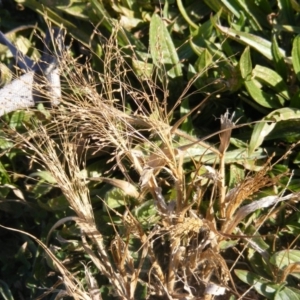 Panicum capillare/hillmanii at Moncrieff, ACT - 4 Jun 2020