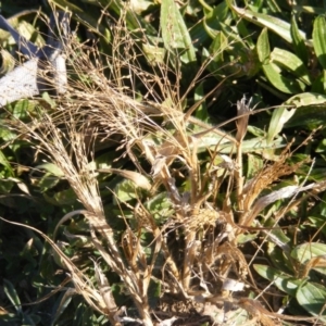 Panicum capillare/hillmanii at Moncrieff, ACT - 4 Jun 2020