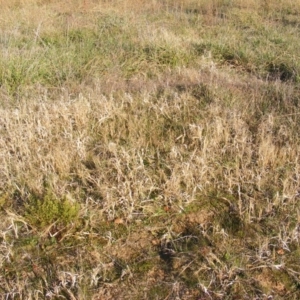 Panicum capillare/hillmanii at Curtin, ACT - 5 Jun 2020